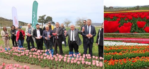 Ladik İlçesinde Lale Şenliği Gerçekleştirildi