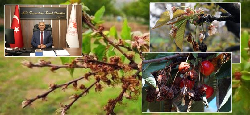 Sert Çekirdekli Meyve Ağaçlarında Çiçek Monilyası İlaçlama Zamanı