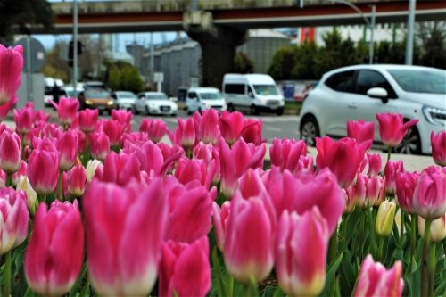 SAMSUN LALELERLE RENKLENDİ