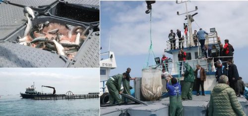 Samsun’da Türk Somonu Hasadı Başladı