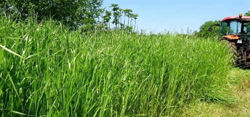 Yem Bitkileri Ekilişini Yaygınlaştırma Projesi ve İtalyan Çimi Tarla Günü