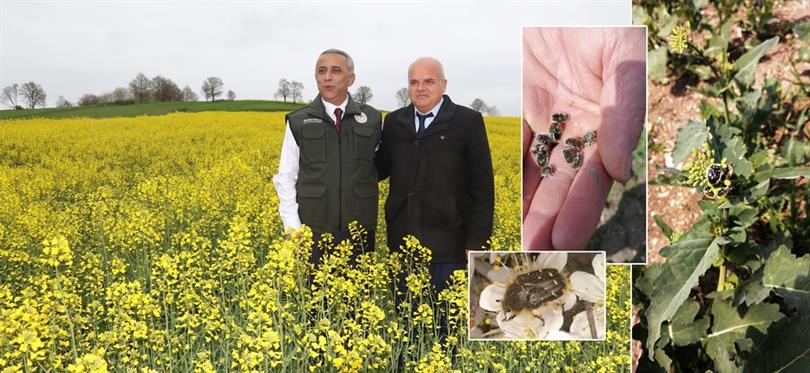 Kanola Üretim Alanlarında Bakla Zınnı Mücadelesi