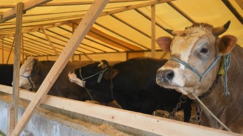 BÜYÜKŞEHİR KURBAN BAYRAMI’NDA GÖREV BAŞINDA