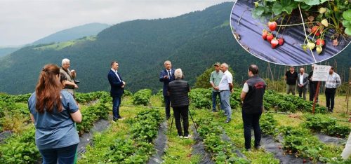 Dürtmen Yaylasında Çilek Hasat Etkinliği Yapıldı