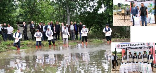 Bafra’da Çeltik Ekim Etkinliği ve Çeltik Tohum Teslimi Gerçekleştirildi