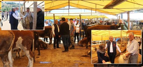 Kurbanlık Hayvan Alış, Satış ve Kesiminde Dikkat Edilecek Hususlar !