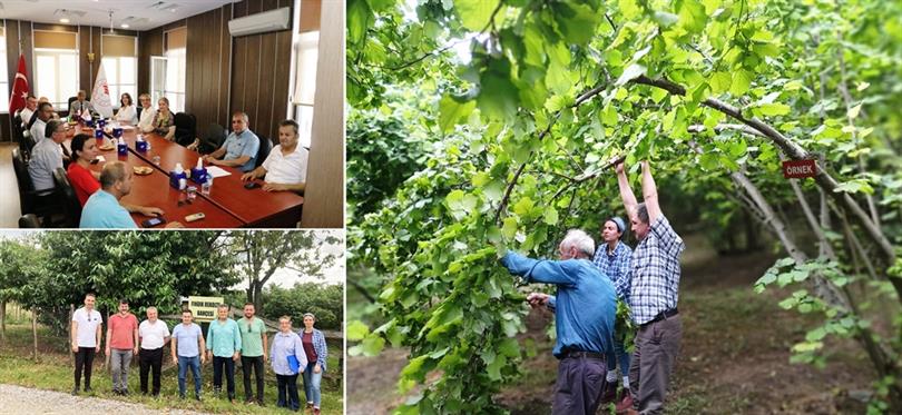 İlimiz 2023 Yılı Fındık Rekolte Tahmini Çalışmaları Sona Erdi