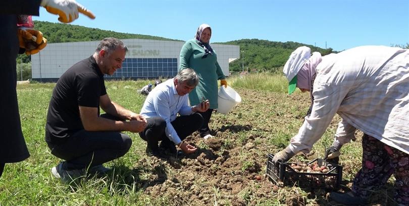 Ladik’te Lale Yumruları Topraktan Çıkartıldı