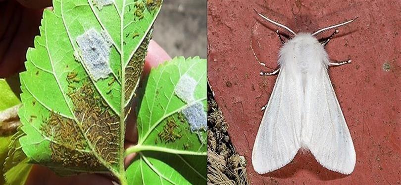 İlimiz Fındık Bahçelerinde Potansiyel Tehdit; Amerikan Beyaz Kelebeği