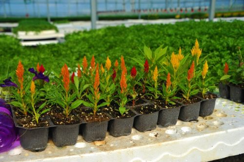 ÇÖPTEN ELDE EDİLEN ELEKTRİKLE ÇİÇEK ÜRETİLİYOR