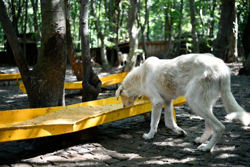 CAN DOSTLARIN MAMASI BÜYÜKŞEHİR’DEN