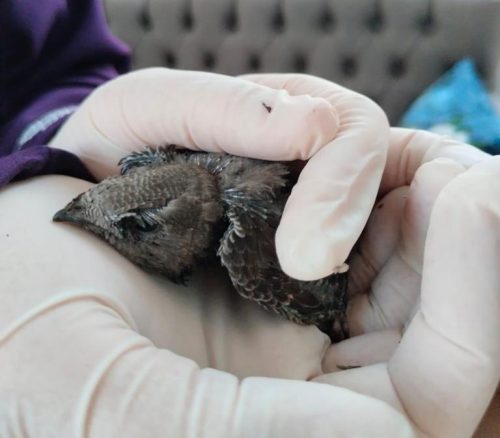 YARALI EBABİL KUŞUNA BÜYÜKŞEHİR ŞEFKATİ