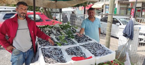 Bafra’da Yerli Hamsi Bereketi Yaşanıyor