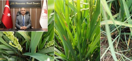 Çeltik Üretiminde İkinci Sırada Olan İlimiz Üreticisinin Dikkatine! Çeltik Yanıklığı Hastalığı ve Mücadelesi