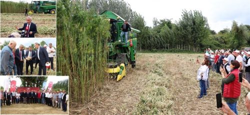 Liflik Kenevirde Makineli Hasat Töreni