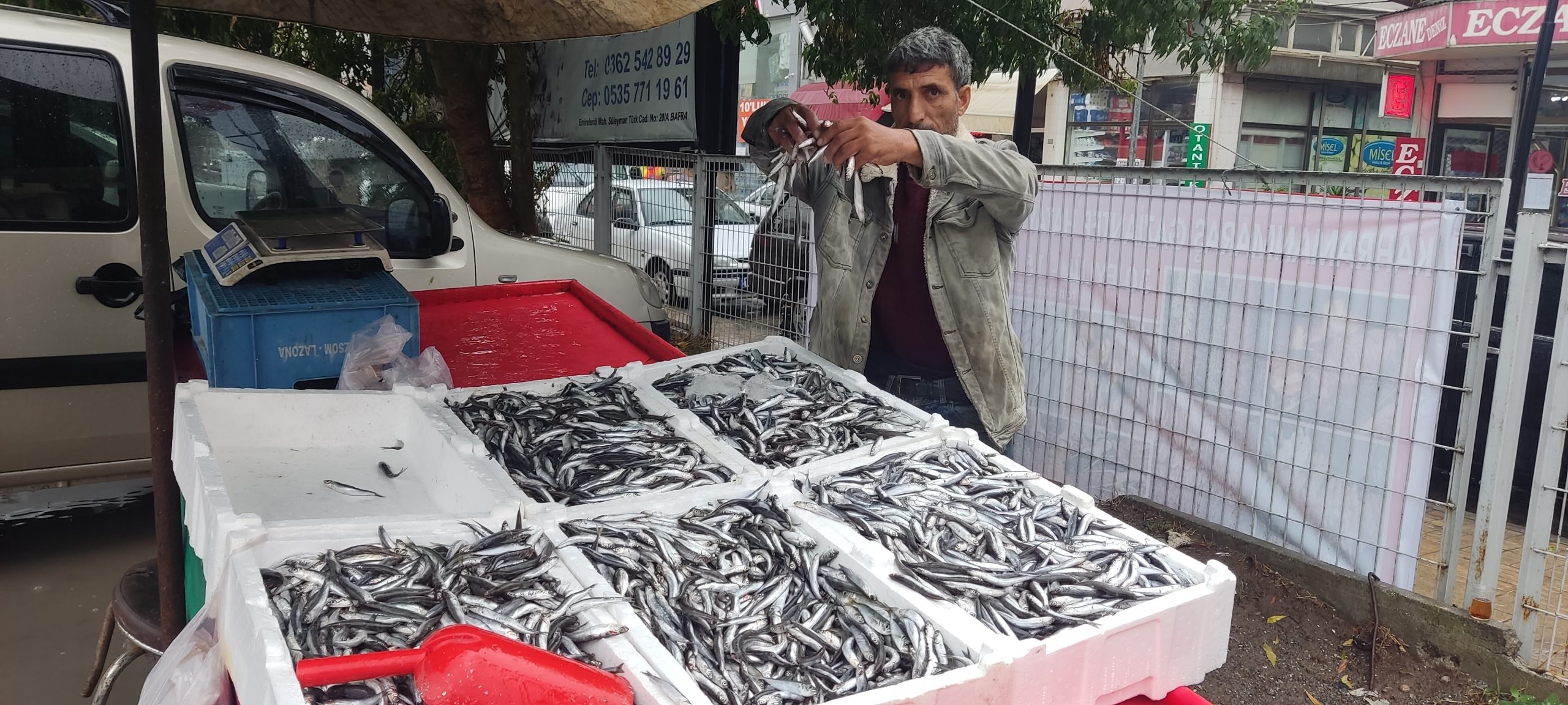 Bafra’da Yerli Hamsi Bereketi