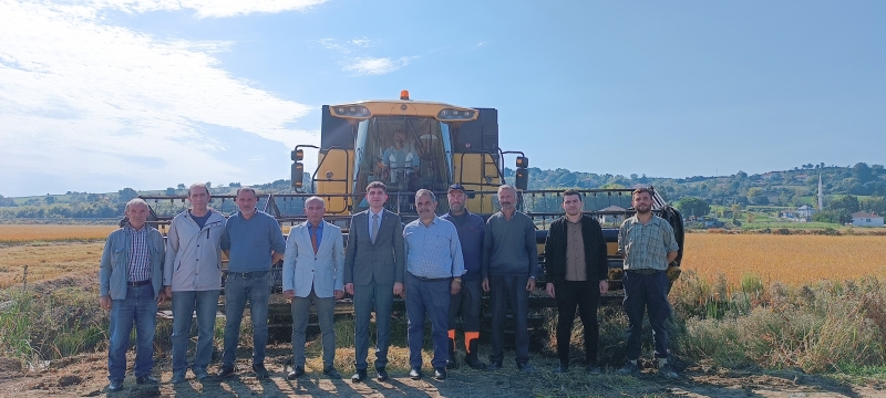 Alaçam’da Çeltik Hasatı