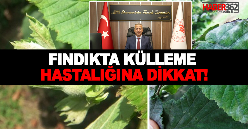Fındıkta Külleme Hastalığına Dikkat