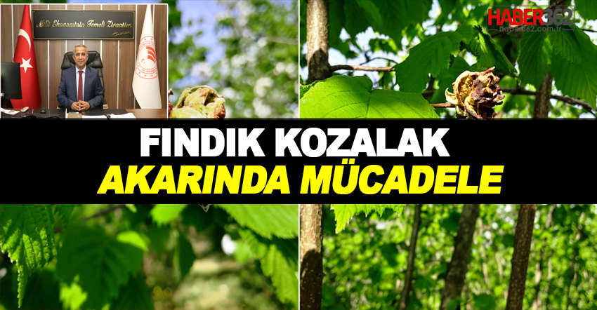 Fındık Kozalak Akarında Mücadele