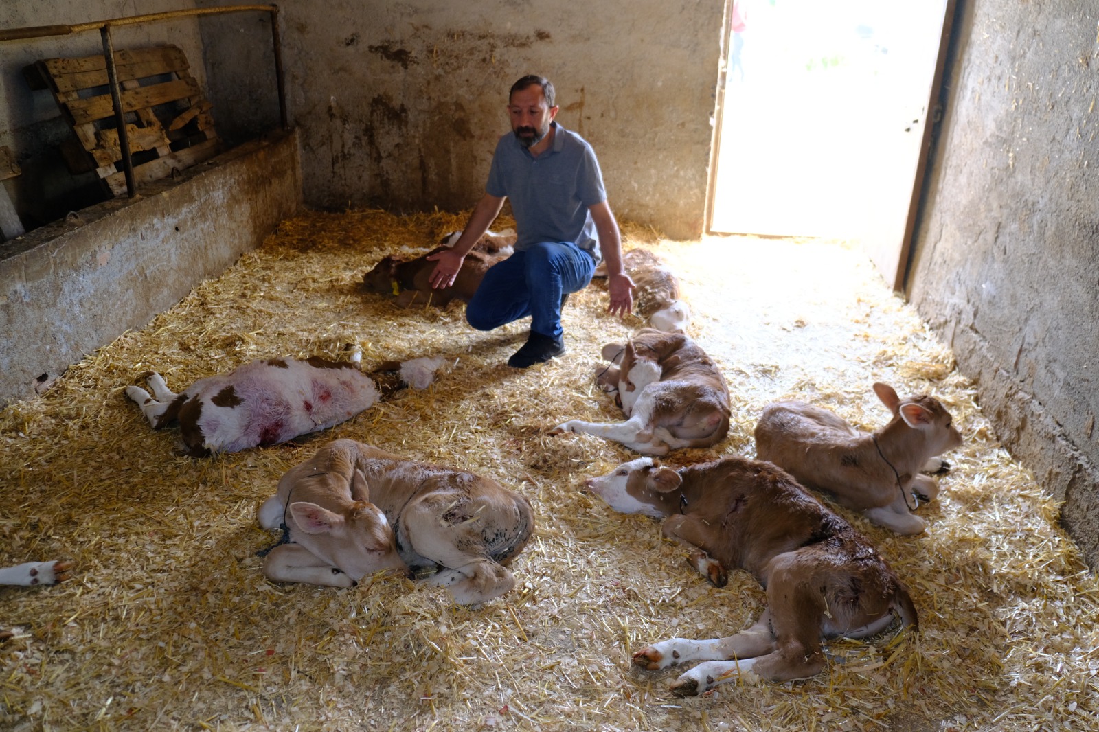Dededağı Mahallesinde 12 Süt Buzağısı 1 Keçi Köpekler Tarafından Telef Edildi
