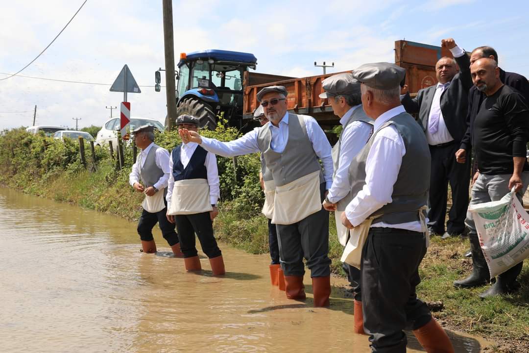 Verimli Topraklarda Bafra Ovasında 10. Çeltik Ekim Günü