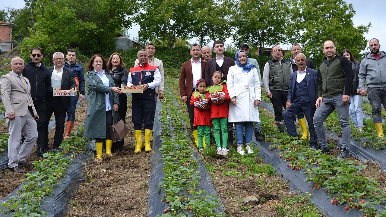 YÜKSEK RAKIMDA YETİŞEN ALAÇAM ÇİLEĞİNİN HASADI BAŞLADI