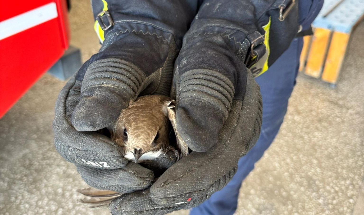Bafra’da bir eve giren davetsiz misafir ebabil kuşunu itfaiye ekipleri kurtardı
