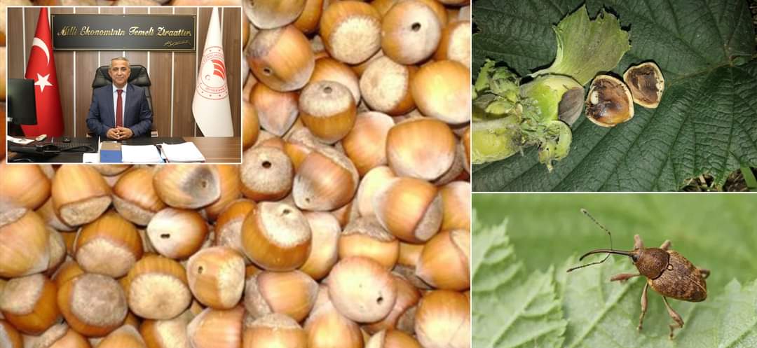 İl Tarım ve Orman Müdürü İbrahim Sağlam Fındık Kurdu Mücadelesine Dikkat Çekti