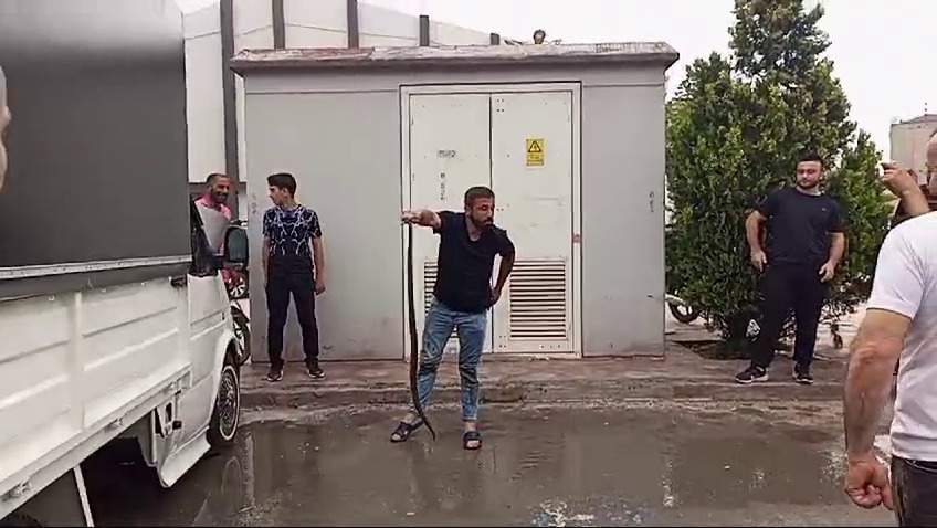 Bafra’da Aracın Motor kısmına giren Yılan Ekiplerce Çıkarıldı