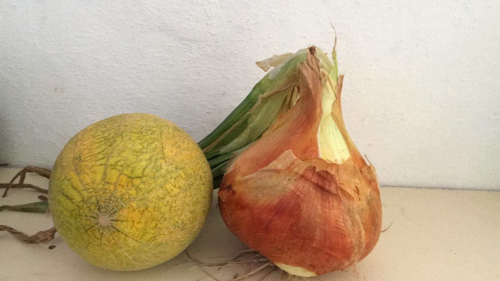 Bafra’da Özellikliğini kaybetmemiş korumuş Kavun büyüklüğünde soğan