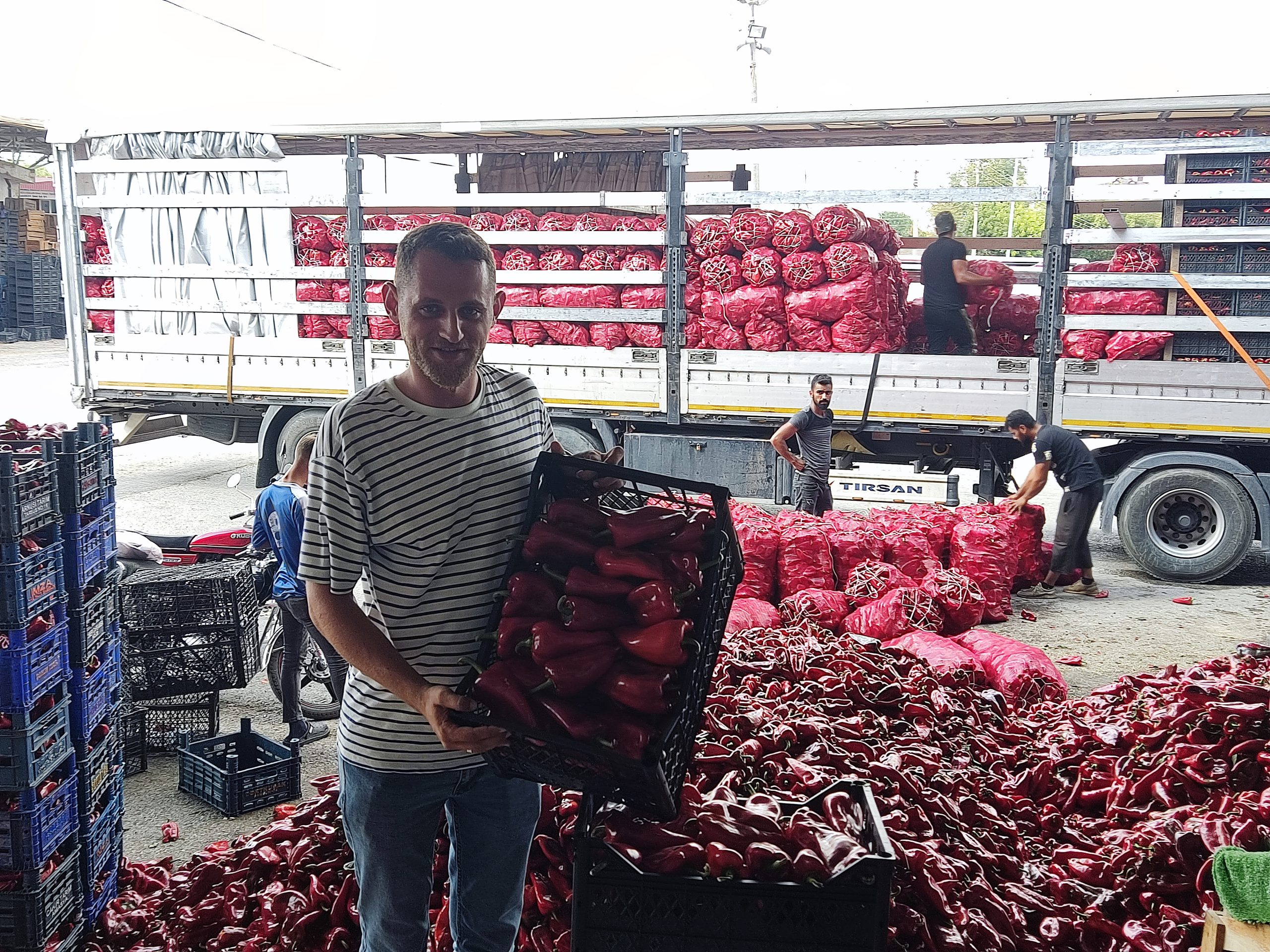 Bafra Ovasındaki Kırmızı Kapya Biber Üreticisi Karpuz ve Kavun Üreticisi gibi Zarar etmek İstemiyor