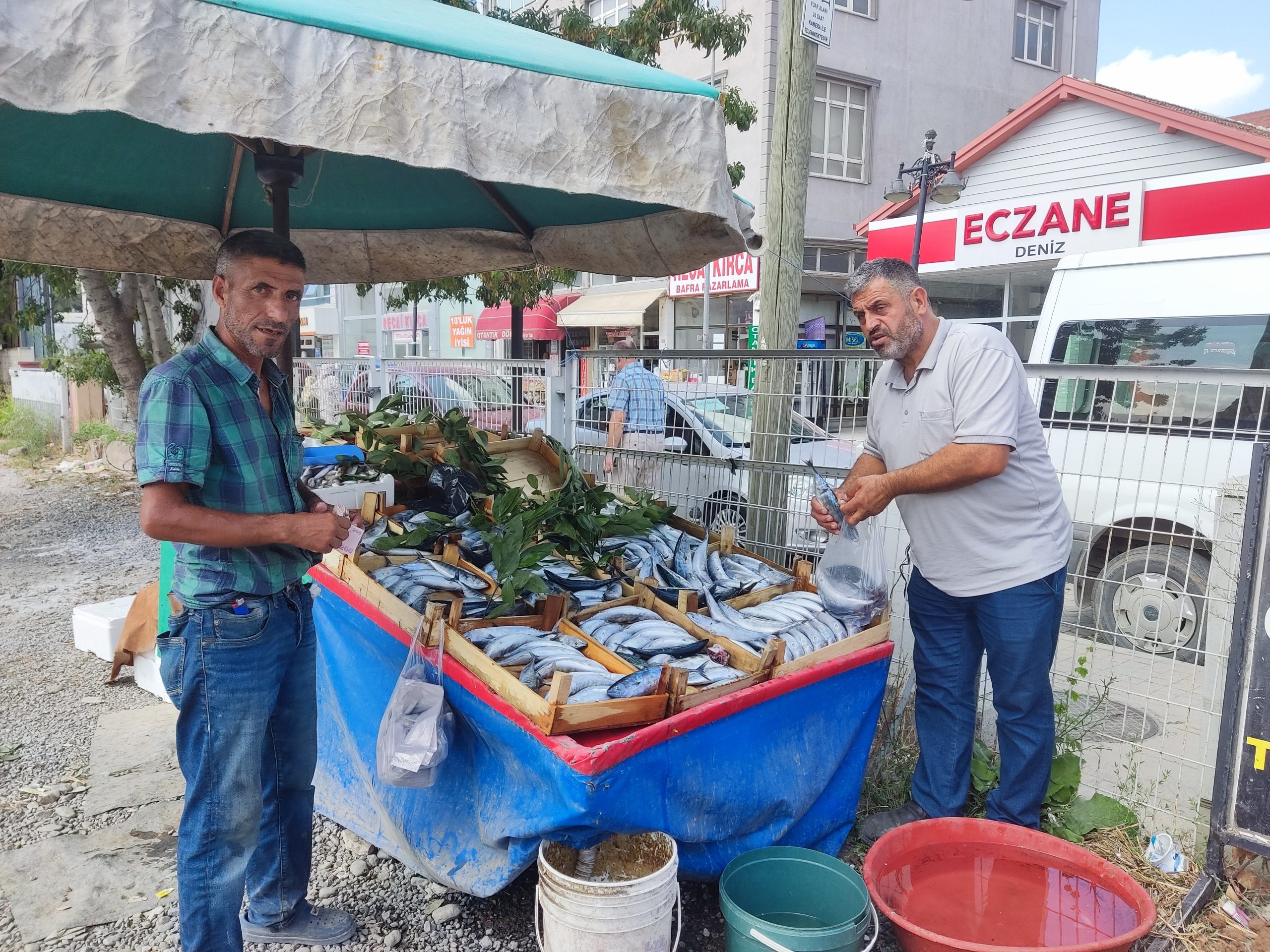 Bafra’da Palamut Bolluğu