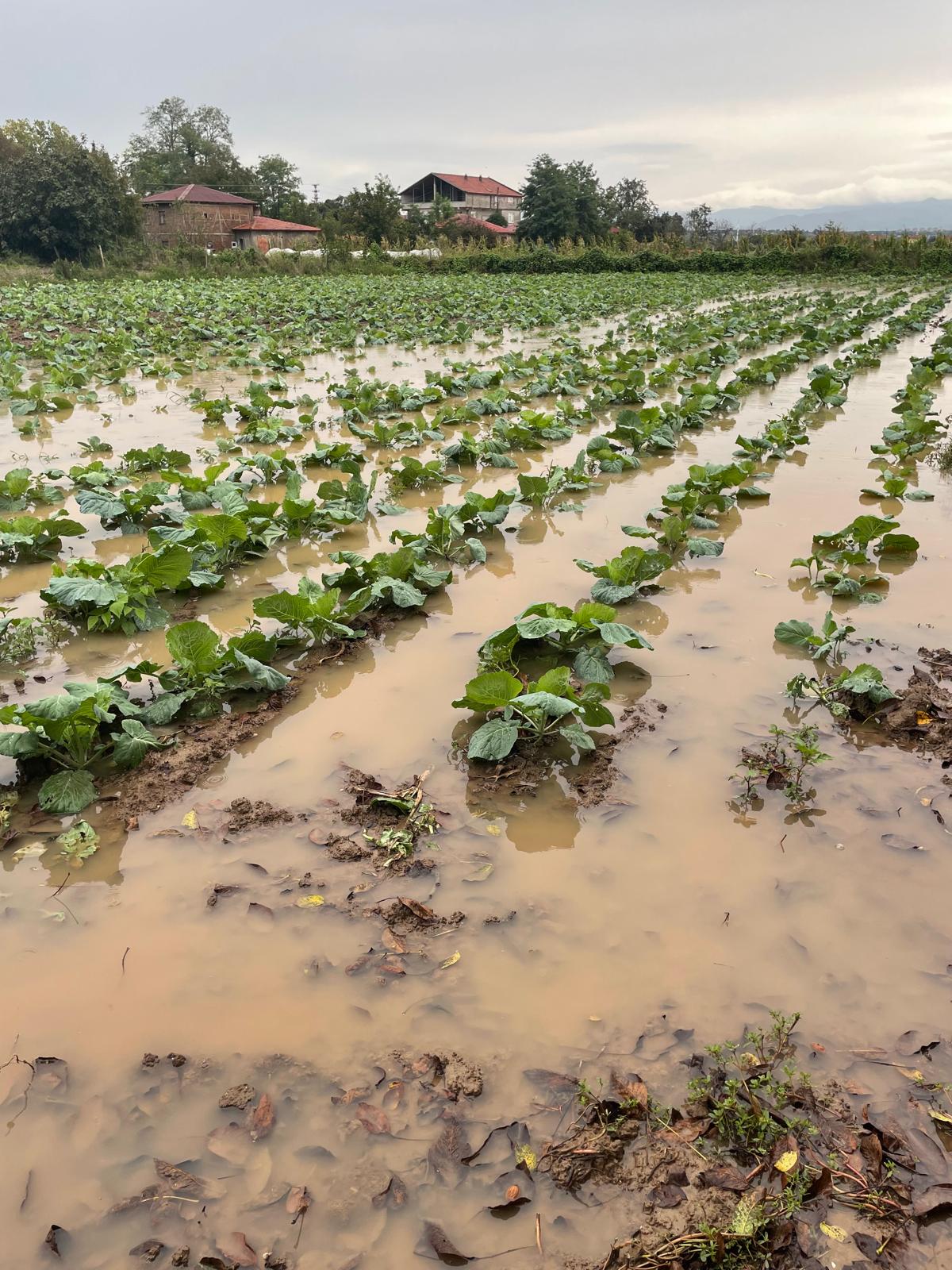 Bafra’da Aşırı Yağmur Üreticiyi Vurdu