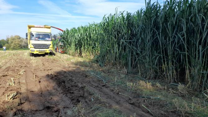 Bafra Ovasını Seven Maralfalfa Hasat Zamanı