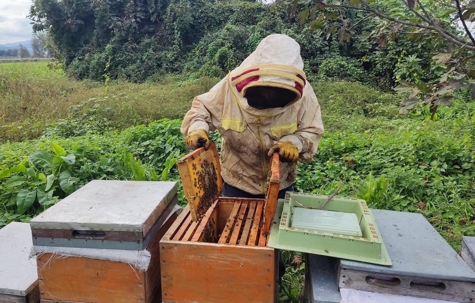 Bafra’da Arıcılar Hasat sonrası Arılarına Kışlık Bakımları Başladı