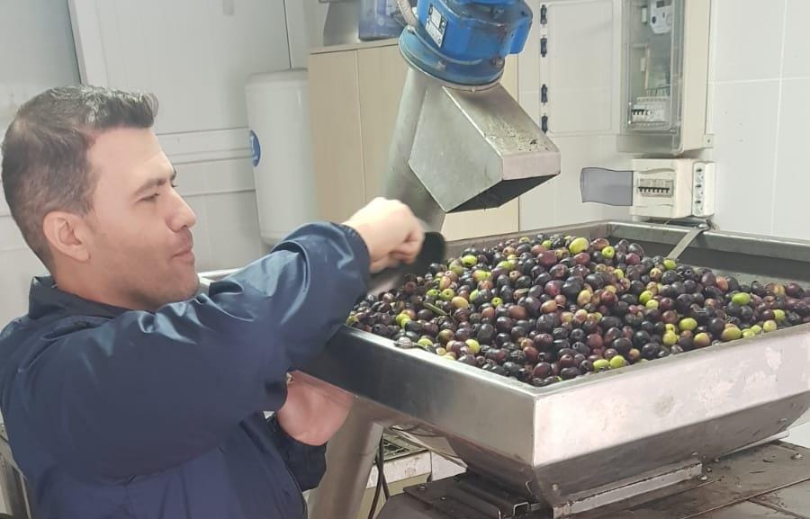 ZEYTİN BAHÇESİNDE HASAT GÜNÜ