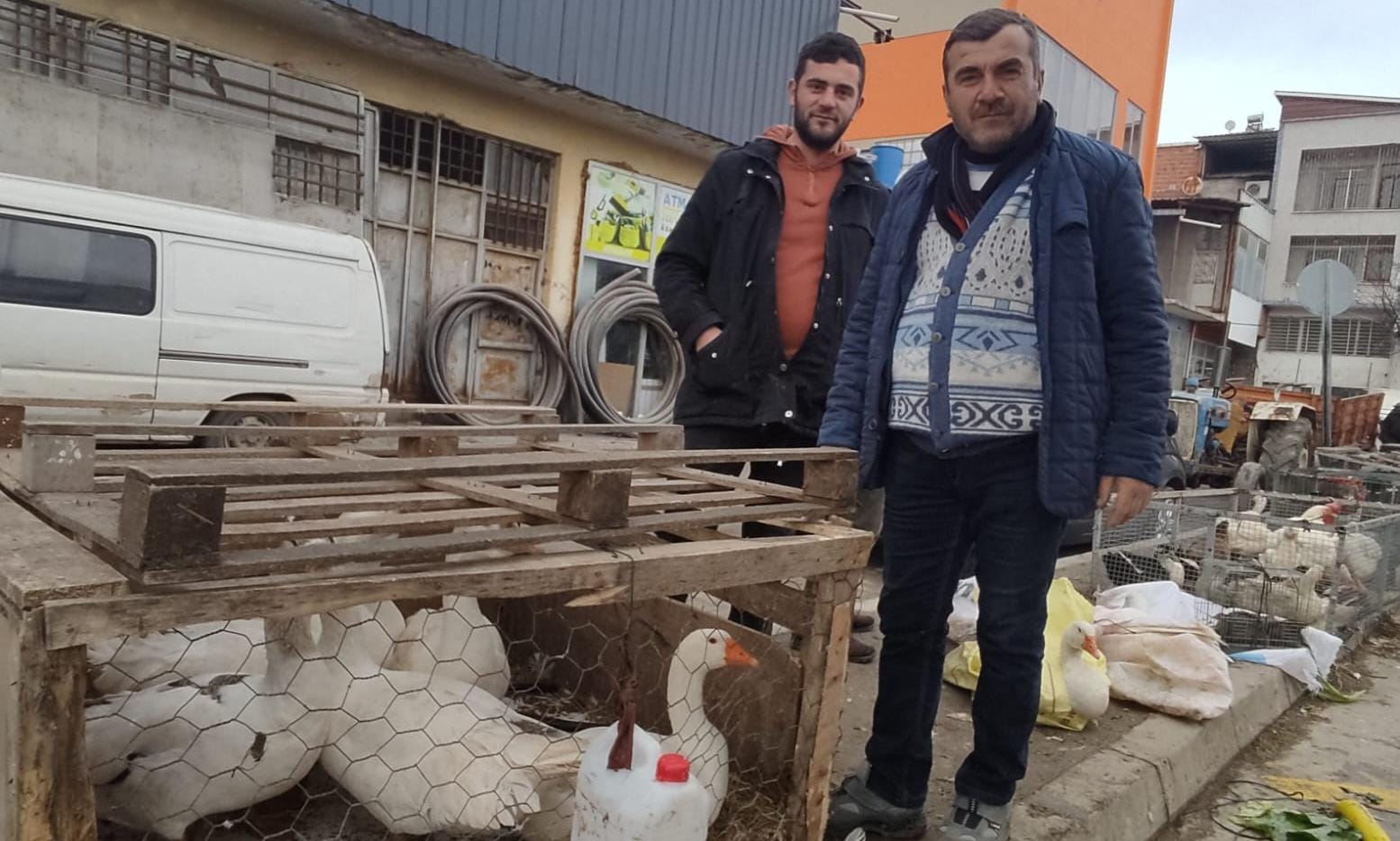 Doğal Organik Horoz – Tavuk – Kaz – Ördek – Hindi Pazar Yerinde Sizleri bekliyor 