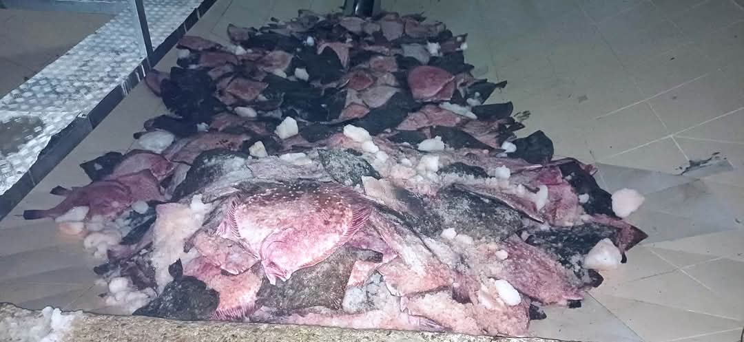 Yakakent’te Kaçak Kalkan Balığı Operasyonu: 3620 Kg Balık Ele Geçirildi