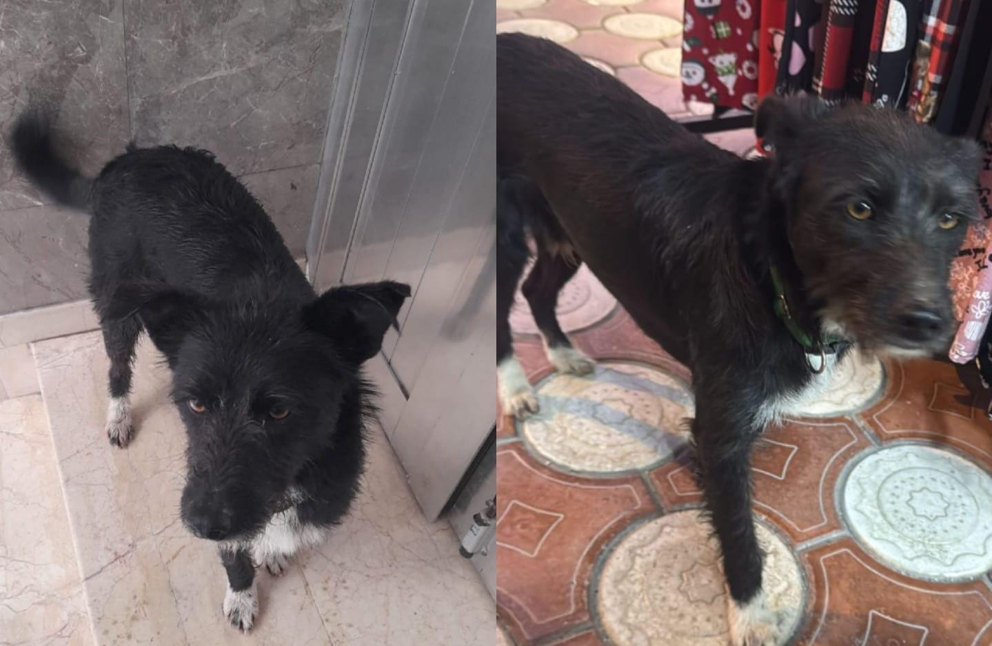 Kayıp Köpek Kara Aranıyor