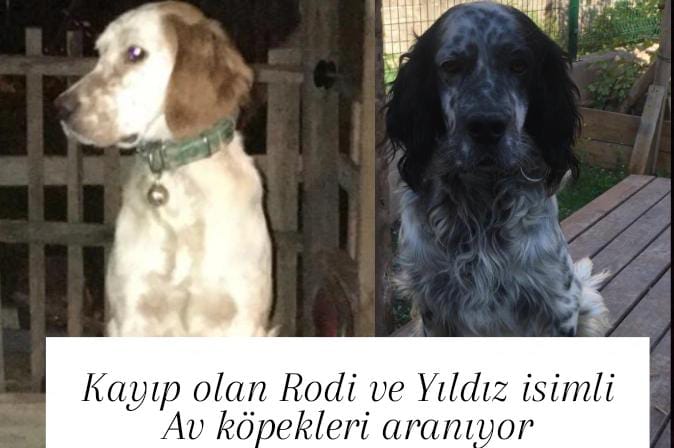 Kayıp olan Rodi ve Yıldız isimli Av köpekleri aranıyor