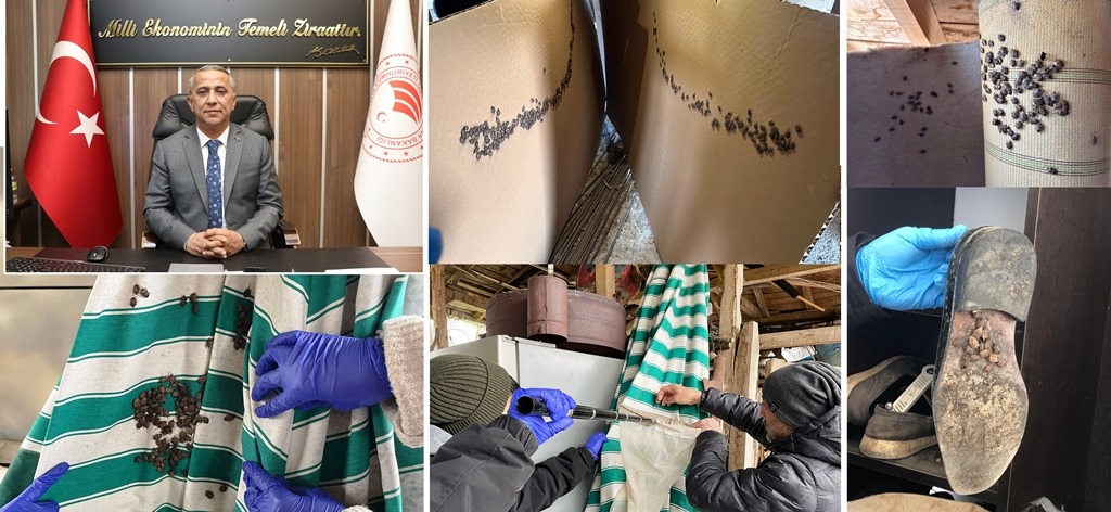 Yağan Kara Güvenme, Kokarcaya Aman Verme