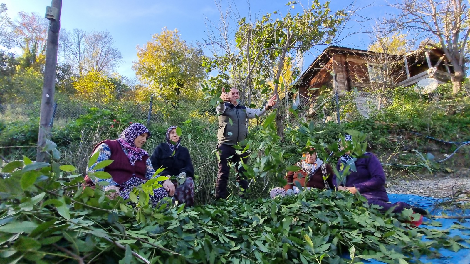 ALAÇAM’DA DEFNE HASADI YAPILIYOR
