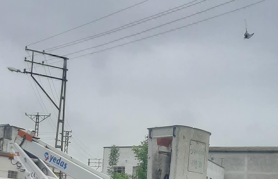 Bafra’da Elektrik Tellerine takılan Kumru’yu kurtarma operasyonu