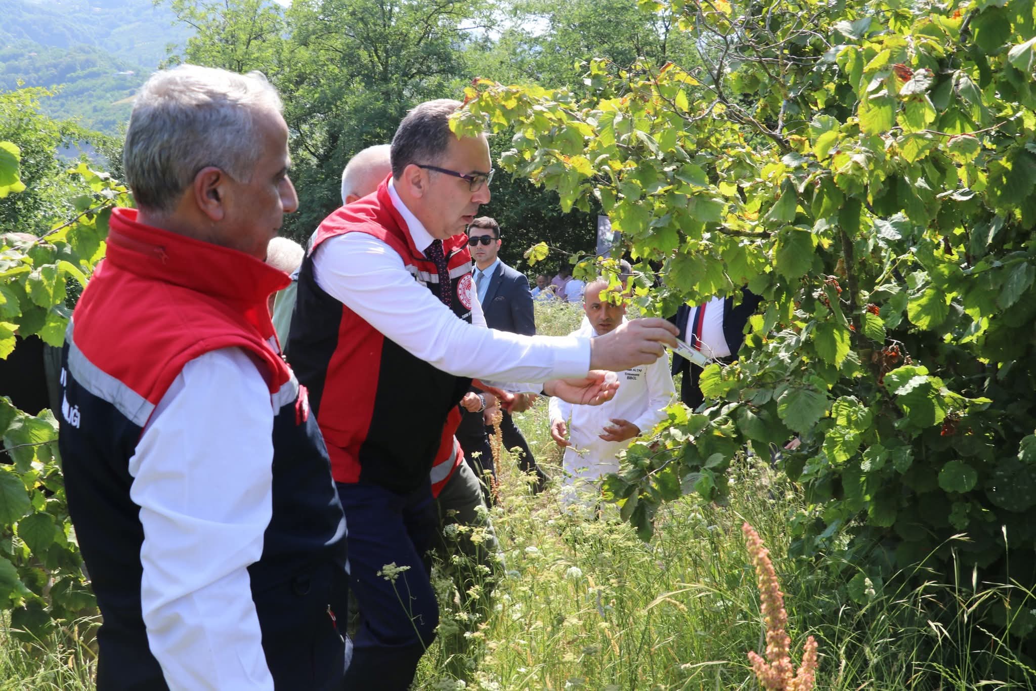 Kahverengi Kokarcaya Karşı Doğayla Uyumlu Mücadele: SAMSUN’DA SAMURAY ARICIĞI VE SÜLÜNLER DOĞAYA SALINDI