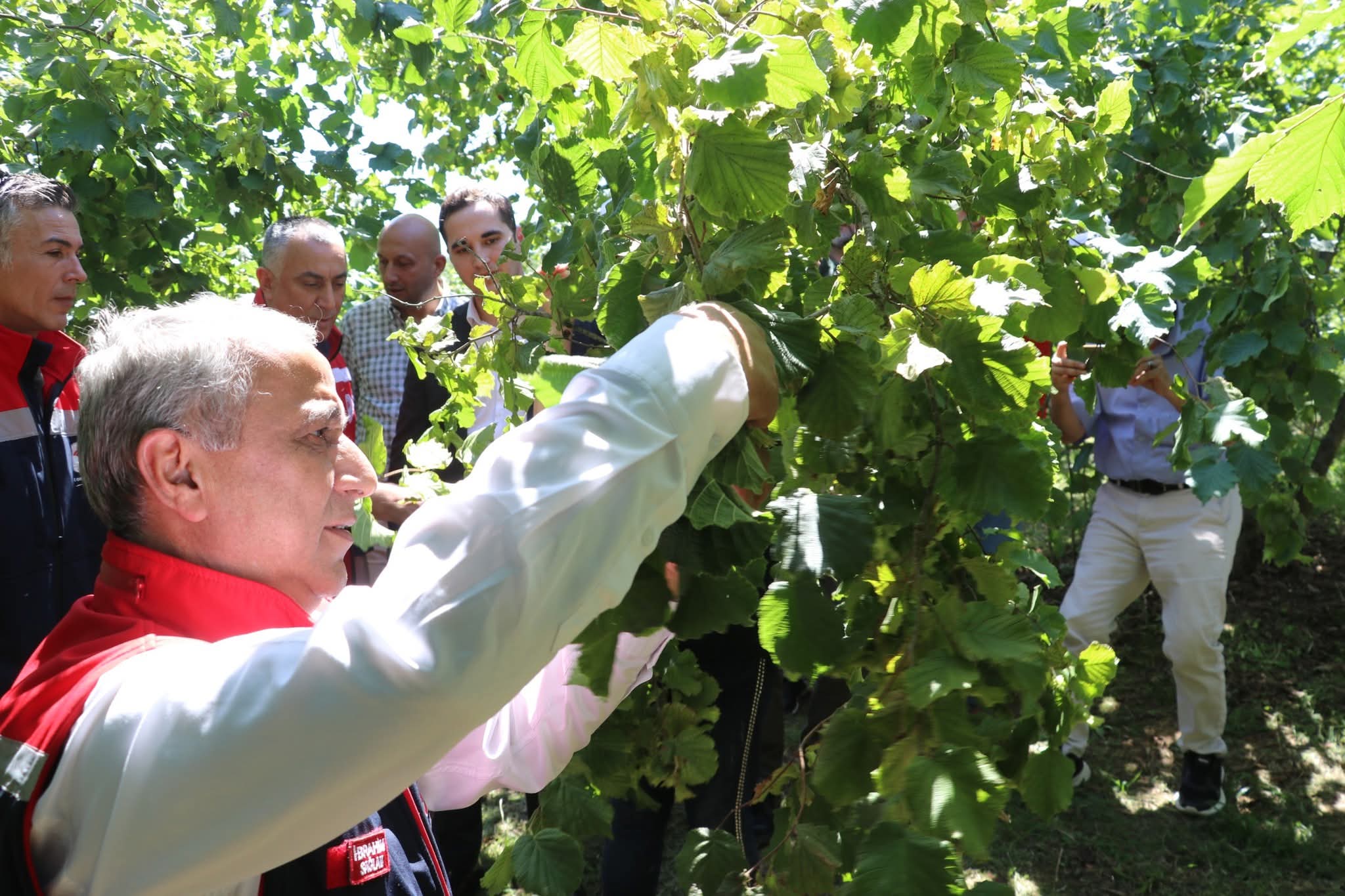 SAMSUN’DA 2025 YILI FINDIK REKOLTE TAHMİN ÇALIŞMALARI TÜM HIZIYLA SÜRÜYOR!