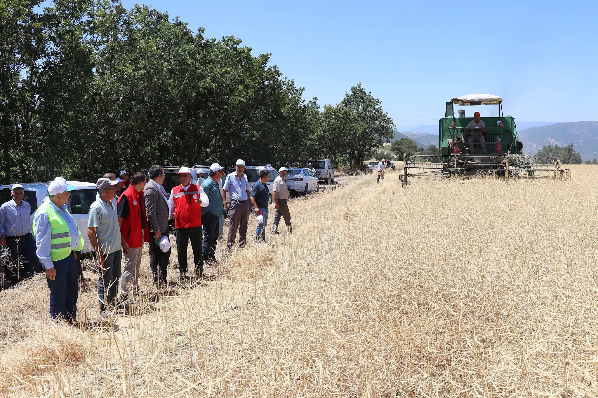BAHARIN İLK ARI ÇİÇEKLERİ KANOLA HASATTA!