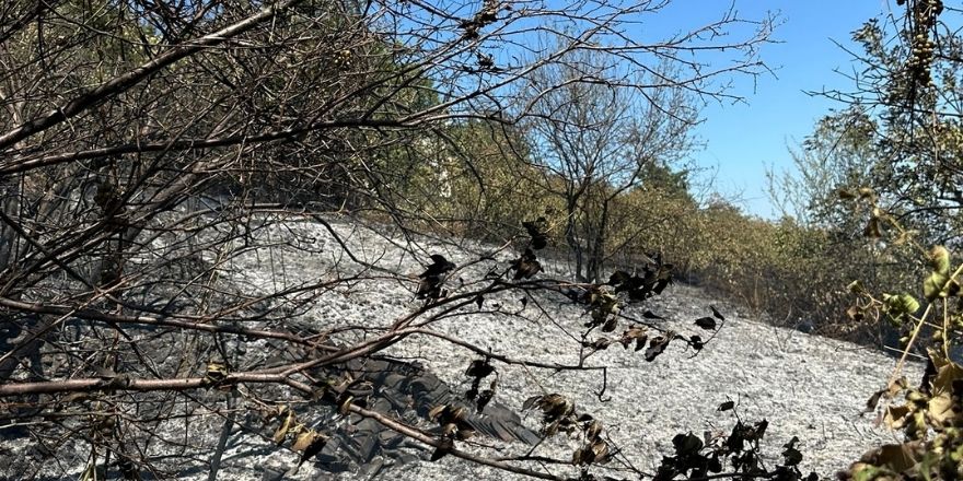 Bafra’da Fındıklık Yangınında 20 Dönüm Alan yandı