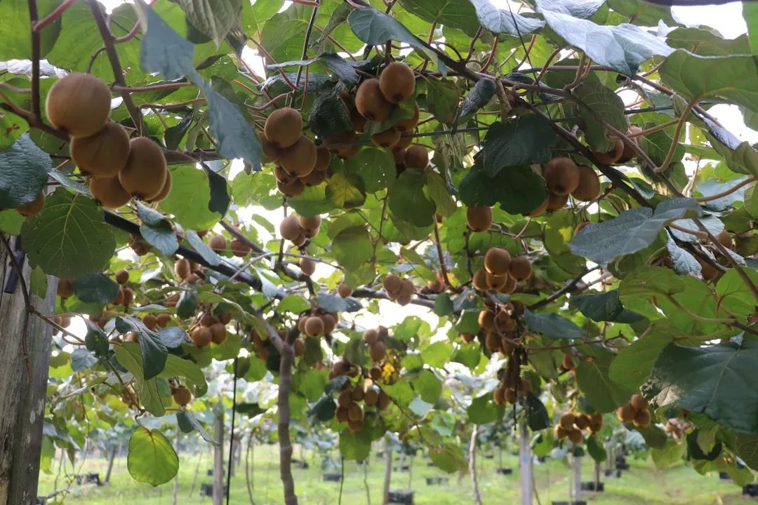 SAMSUN’DA KİVİ HASADI BAŞLADI!