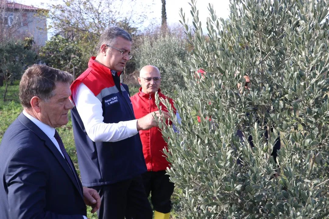 📌 SAMSUN’DA ZEYTİN YETİŞTİRİCİLİĞİ GELİŞİYOR