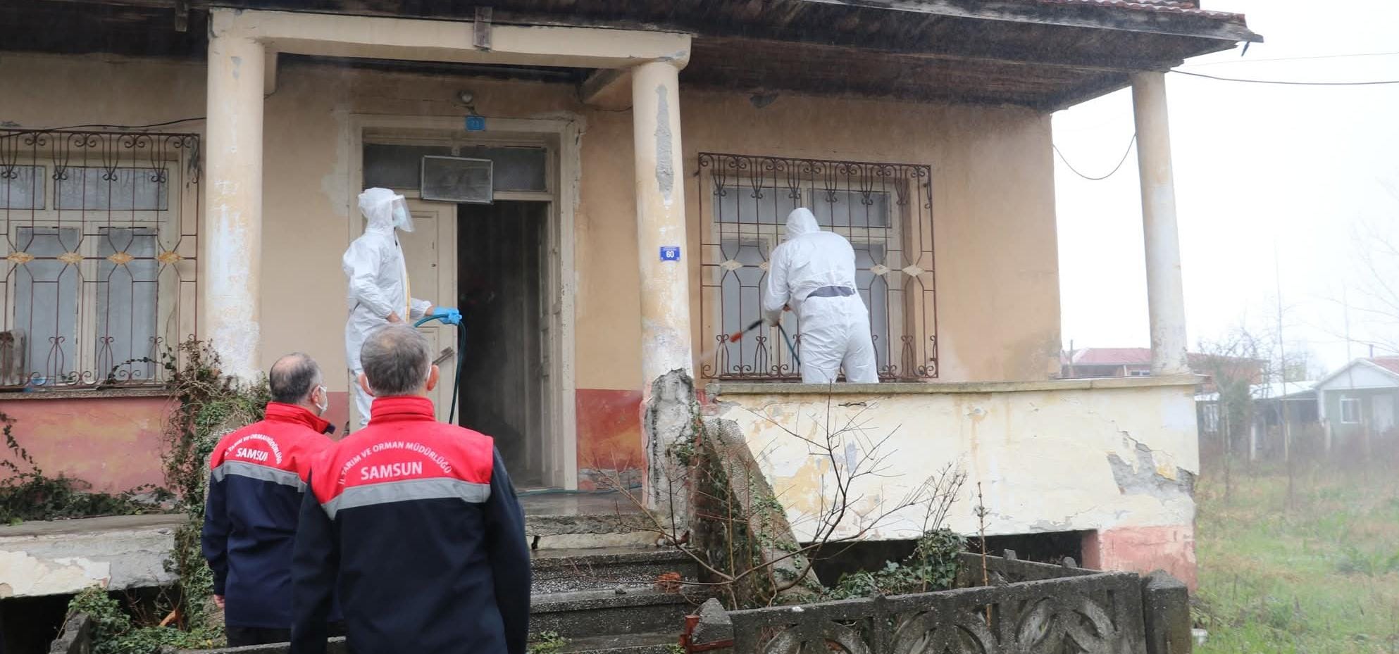 SAMSUN’DA “KAHVERENGİ KOKARCA”YA KARŞI KIŞLAK MÜCADELESİ BAŞLADI